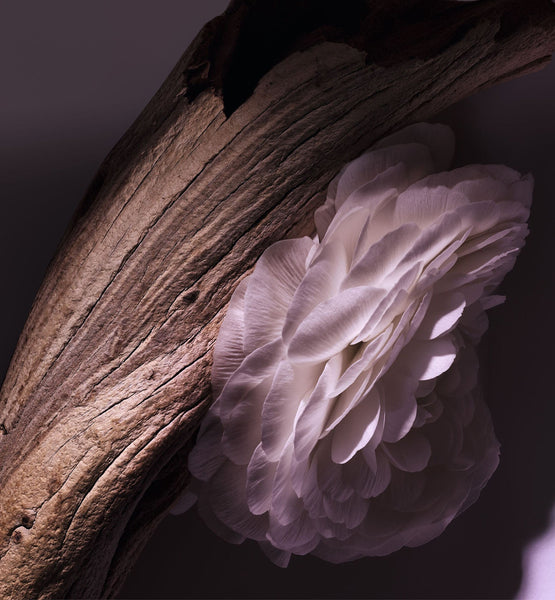 Load image into Gallery viewer, MOISTURIZING LOTION