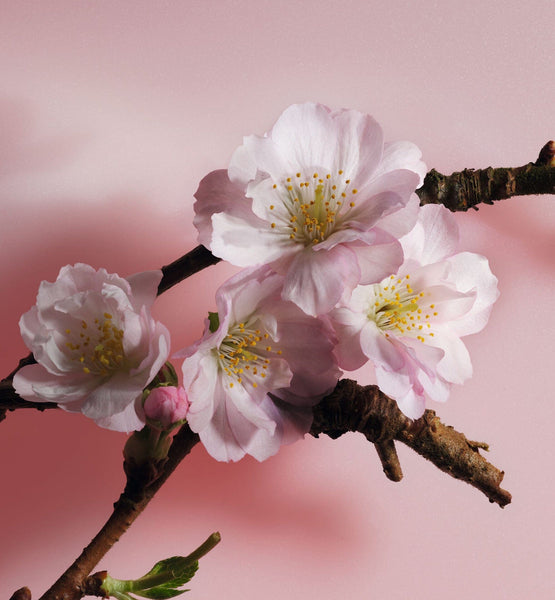 Load image into Gallery viewer, SAKURA