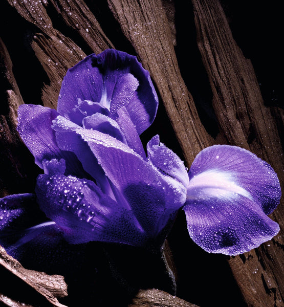 Load image into Gallery viewer, PURPLE OUD