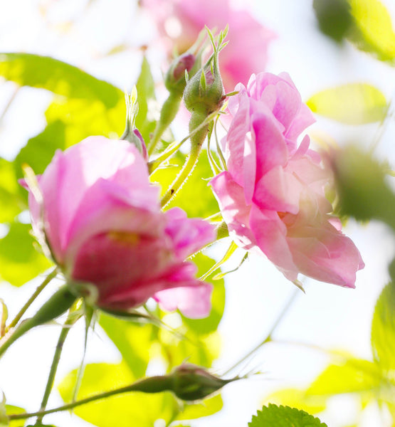 Load image into Gallery viewer, MISS DIOR EAU DE PARFUM