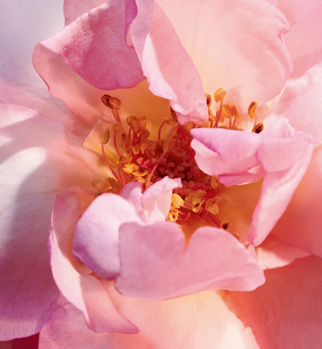 MISS DIOR EAU DE PARFUM ROLLER-PEARL | DIOR ZA