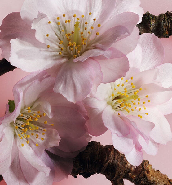 Load image into Gallery viewer, SCENTED SOAP
